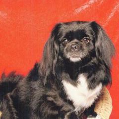 Chihuahuas and Tibetan Spaniels from Improv Tibetan Spaniels and Chihuahuas