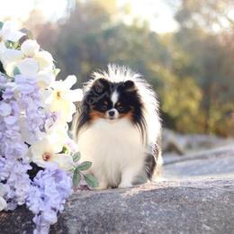 Hunter - Black and tan parti male Pomeranian puppy in Sacramento, California from My Precious Poms