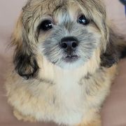 Titan - Brown and white male Shichon puppy in Limestone, Tennessee from Pilot Hill Teddy Bear Puppies