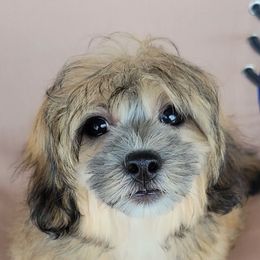 Titan - Brown and white male Shichon puppy in Limestone, Tennessee from Pilot Hill Teddy Bear Puppies