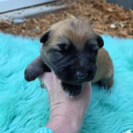 Green Collar Boy - Sable male German Shepherd puppy in Dallas, Pennsylvania from Mountainside German Shepherds