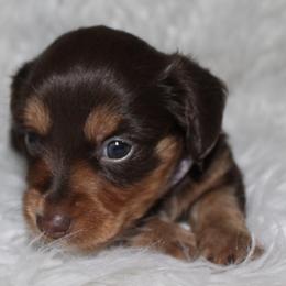 Chocolate girl - female Companion Cross puppy in Lily, Kentucky from Little Acres Miniature Dachshunds