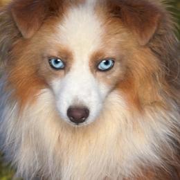 Monroe - Toy Australian Shepherd