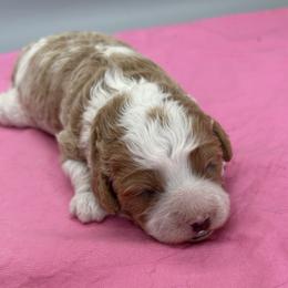 Destiny - Blenheim female Cavapoo puppy in Burke, New York from Patti’s Puppies