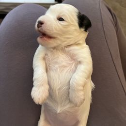 Lowchen Puppies from Potrero Lowchen