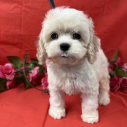 Leia buff-white Parti - Buff and white female Cockapoo puppy in Haines City, Florida from Camic Cockapoos
