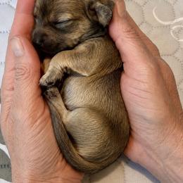 Dachshund puppies from Hearts of Faith Long-Haired Dachshunds