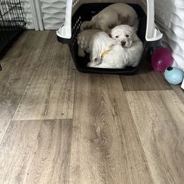 Clumber Spaniel Puppies from Wanderlust Clumber Spaniels