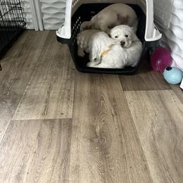 Clumber Spaniel Puppies from Wanderlust Clumber Spaniels
