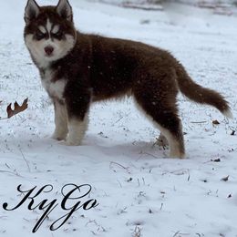 Siberian Husky Puppies from Xk siberians
