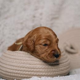 Copper - Red  male Goldendoodle puppy in Duncan, South Carolina from Abner Creek Poodles & Doodles