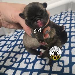 Girl 2 - Fawn female Pug puppy in Keysville, Georgia from Rollee Pollee Pugs