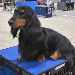 Italian import Cyprus - Black and tan male Dachshund puppy in Moon Township, Ohio from Serendipity Dachshunds