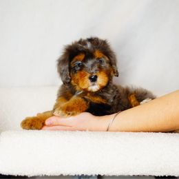Autumn - Tri-color female Bernedoodle puppy in Washington from Doodle Love