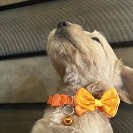 Orange Pup - Cafe au lait Double Doodle puppy in San Juan, Texas from Cash & June’s Double Doodles