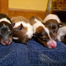 Collie Puppies from Americana Rough Collies