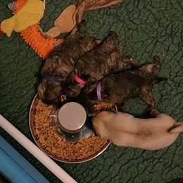 Pug Puppies from Pugs and Kisses from Kansas