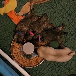 Pug Puppies from Pugs and Kisses from Kansas