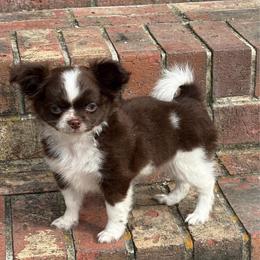 John B - Chocolate and white male Chihuahua puppy in Gloucester, Virginia from Charlotte's Web of Chihuahuas