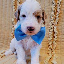 Bernedoodle Puppies from McKenzie Payne