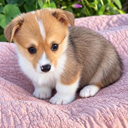 Milky Way - Sable and white male American Corgi puppy in Missouri from Country Legends Aussies & Corgis