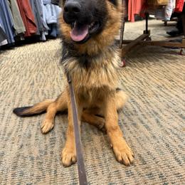German Shepherd Puppies from Golden Ridge