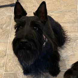 Coco - Scottish Terrier