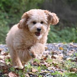 Bernedoodle, Cavapoo, Cockapoo, Double Doodle, and Poodle Puppies from Heavenly Puppies to Love
