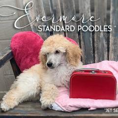 Poodle Puppies from Evermore Standard Poodles