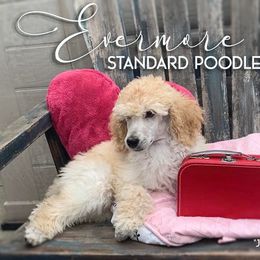 Poodle Puppies from Evermore Standard Poodles