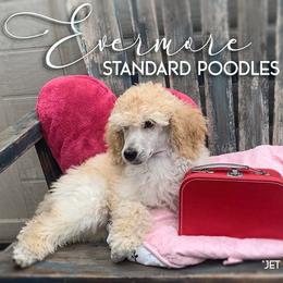 Poodle Puppies from Evermore Standard Poodles