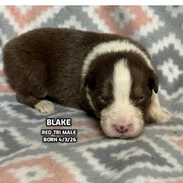 BLAKE - Red tri-color male Australian Shepherd puppy in Bethany, Connecticut from Wynter Thyme Manor Australian shepherds