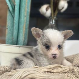 Popcorn - Blue merle and white male American Corgi puppy in Paradise, Texas from Bar S Corgis