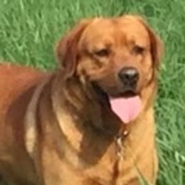 Labrador Retrievers from KC Labradors