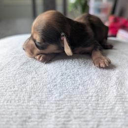 Stitch - Dapple male Dachshund puppy in Waddell, Arizona from The Bearded Companions