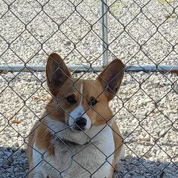 American Corgi and Pembroke Welsh Corgi Puppies from Beebe’s Corgis