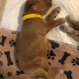 Goldendoodle Puppies from SunriseDoodles