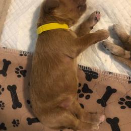 Goldendoodle Puppies from SunriseDoodles