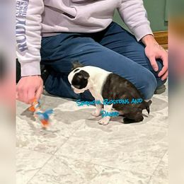 Boston Terrier All Grown Up from Sequoia Bostons and Danes