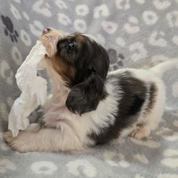 Zeus - Dapple male Dachshund puppy in Tonopah, Arizona from Desert Diamond Dachshunds