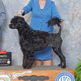 Twix - Portuguese Water Dog