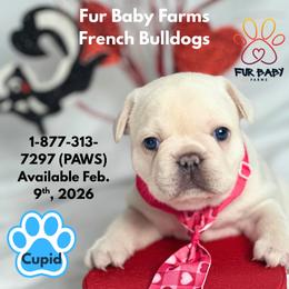 Cupid - Cream male French Bulldog puppy in Michigan from Fur Baby Farms