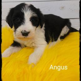 Angus - Black and white female Sheepadoodle puppy in Farley, Iowa from Iowa's Doodle Co.