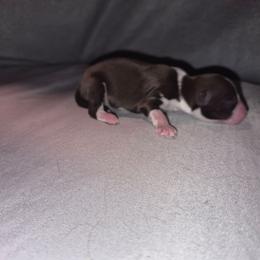 Girl 1 - Red tri female Toy Australian Shepherd puppy in Humansville, Missouri from Tater Tot aussies
