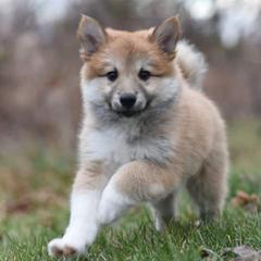 Icelandic Sheepdog Puppies from Valhalla Icelandic Sheepdogs