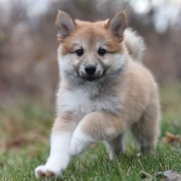 Icelandic Sheepdog Puppies from Valhalla Icelandic Sheepdogs