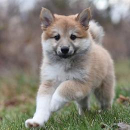 Icelandic Sheepdog Puppies from Valhalla Icelandic Sheepdogs