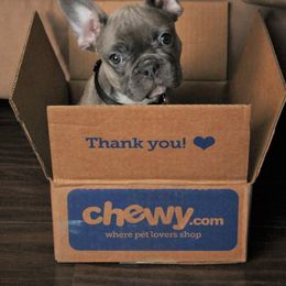 French Bulldog Puppies from Rock Ridge Frenchies