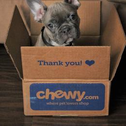 French Bulldog Puppies from Rock Ridge Frenchies