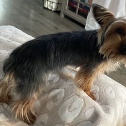 Yorkshire Terriers from Yorkie Pups Knox